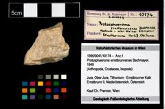 Foto (Objekt + Etikett) von Protosphaeroma ernstbrunnense (Bachmayer, 1949)  (NHMW-GEO-1990-0041-10174)